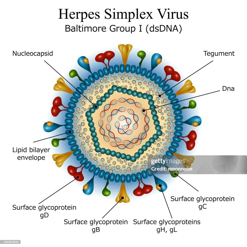 Herpes virus under a microscope