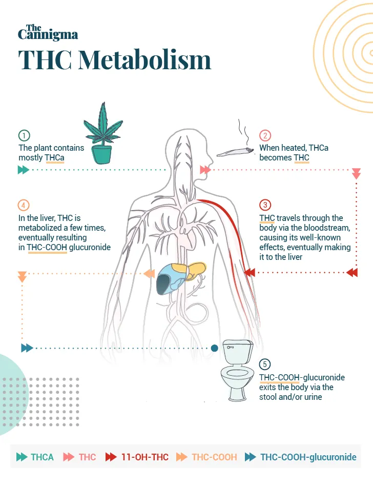 THC detection in the body