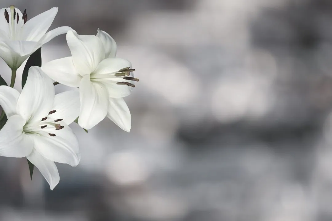 Condolence Message for Grandfather: Meaningful Ways to Offer Sympathy