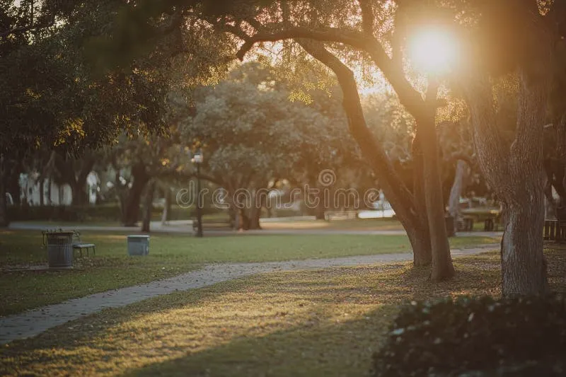 A calm landscape of a park at sunset