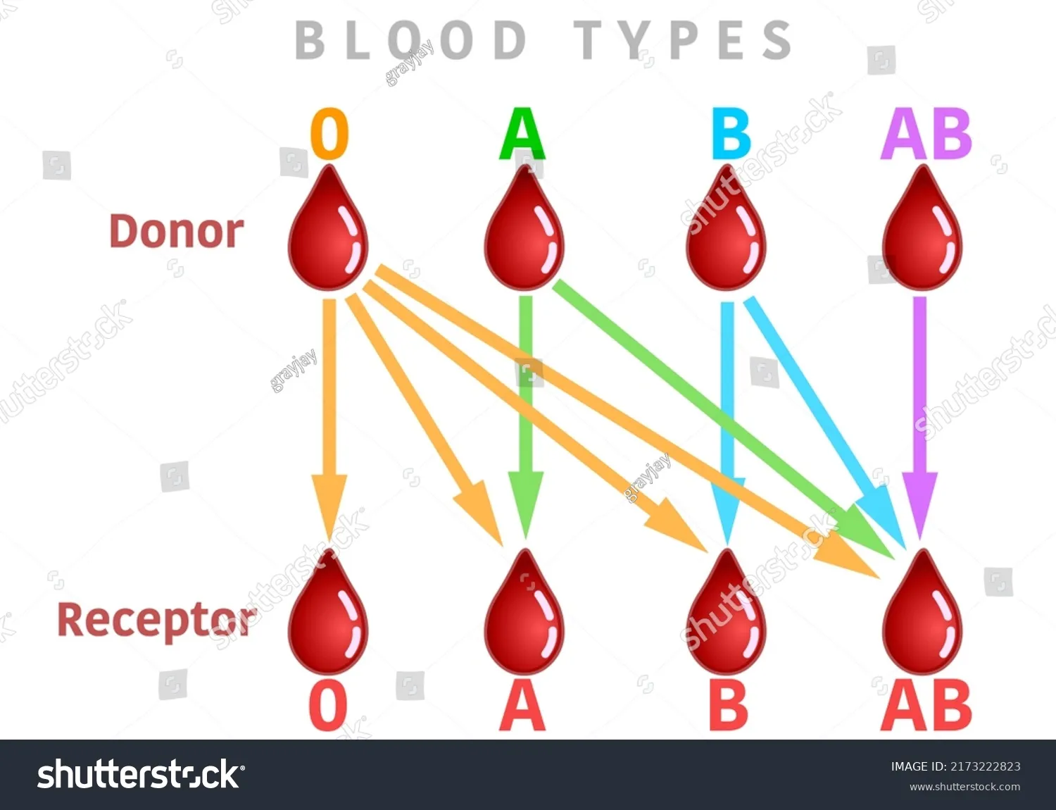 Blood type compatibility chart