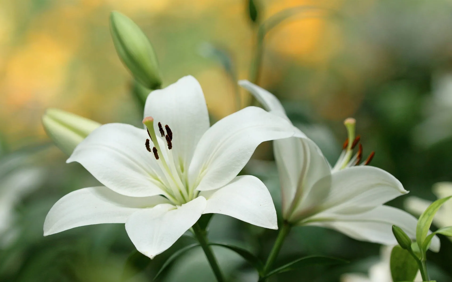 Wife Death Condolence Message: Expressing Heartfelt Sympathy